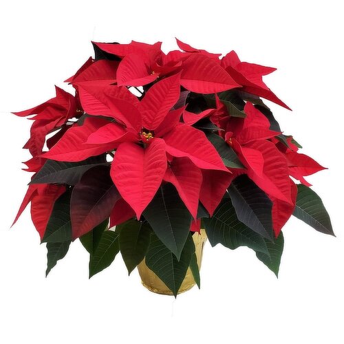 6 Inch Poinsettias